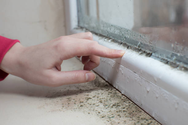 Best Mold-Related Health Consultation  in Toledo, IA